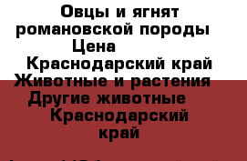 Овцы и ягнят романовской породы › Цена ­ 120 - Краснодарский край Животные и растения » Другие животные   . Краснодарский край